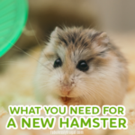 8 Things You Need Before Getting a Hamster