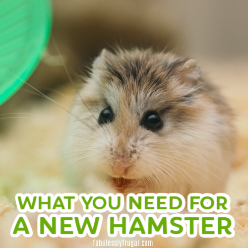 8 Things You Need Before Getting a Hamster