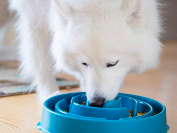 HUGE Savings on Dog Toys!