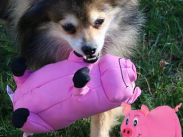 Today Only! SmartPetLove Pet Toys, Heat Packs, and More from $11.99 (Reg. $19+)