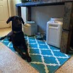 My Magic Carpet Dog Room