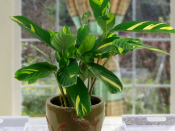 Huge Sale on Indoor Houseplants!