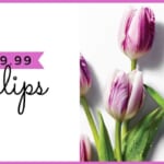 whole foods tulips