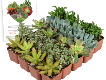 Collection of 20 Unique Succulent Plants only $26.56 shipped!