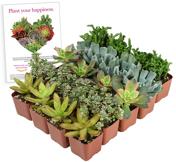 Collection of 20 Unique Succulent Plants only $26.56 shipped!