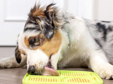 Save 30% on 2 Pack Pet Treat Lick Mats as low as $9.50 After Coupon (Reg. $14.34) – 11.5K+ FAB Ratings! – $4.75 each – + MORE Great for Calming Anxious & High Energy Dogs!