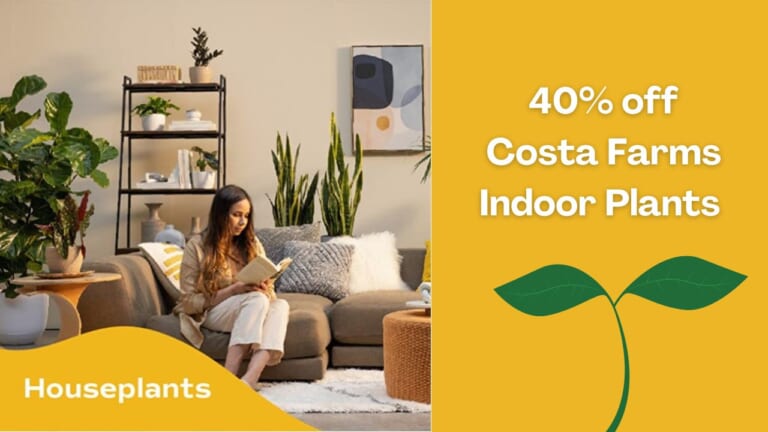 40% Off Costa Farms Indoor Plants with Ceramic Pots