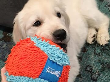 Chuckit! Indoor Fetch Ball Dog Toy as low as $4.75 Shipped Free (Reg. $6.89) – 24K+ FAB Ratings! Won’t Damage Furniture!