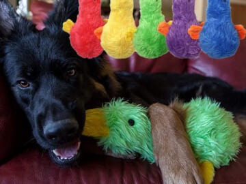13-inch Multipet Duckworth Plush Dog Toy as low as $4.36 After Coupon (Reg. $9) + Free Shipping! – Assorted Colors, Great For Fetch And Play!