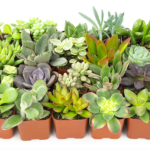 Live Succulent Plants (20 Pack) only $21.26!