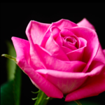 Free Pink Clay Mask Sample!