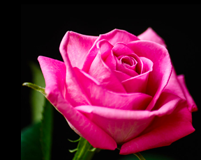 Free Pink Clay Mask Sample!