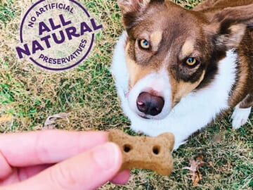 Old Mother Hubbard Classic P-Nuttier Biscuits Baked Mini Dog Treats, 20 Oz as low as $3.28 After Coupon (Reg. $12) + Free Shipping – 12.9K+ FAB Ratings!