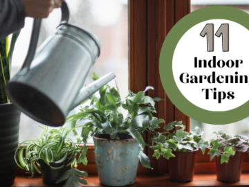 11 Indoor Gardening Tips