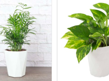 Potted Houseplants only $14.99 + shipping!