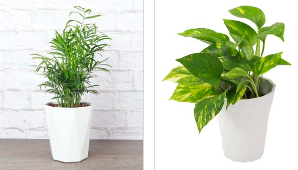 Potted Houseplants only $14.99 + shipping!