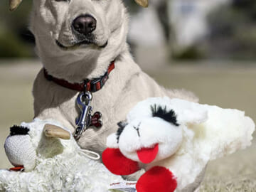 THREE Multipet Lambchop Plush Squeak Toys for Pets, 6-Inch $1.99 EACH (Reg. $6) – 53.6K+ FAB Ratings! + Get 3 for the price of 2