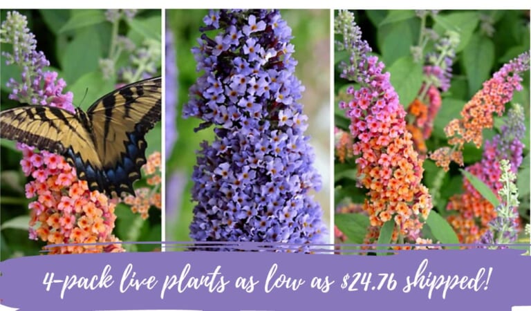 Butterfly Bush Live Plants 4-Pack As Low As $24.76 Shipped