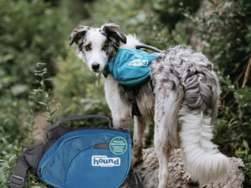 Outward Hound DayPak Large Dog Saddleback Backpack $16.24 (Reg. $44.99) – LOWEST PRICE