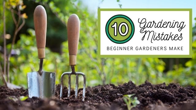Top 10 Gardening Mistakes Beginner Gardeners Make