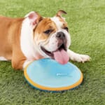 10-inch ChuckIt! Paraflight Flyer Dog Frisbee Toy as low as $5.70 Shipped Free (Reg. $17) – For Large Dogs, Floats on Water