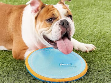 10-inch ChuckIt! Paraflight Flyer Dog Frisbee Toy as low as $5.70 Shipped Free (Reg. $17) – For Large Dogs, Floats on Water
