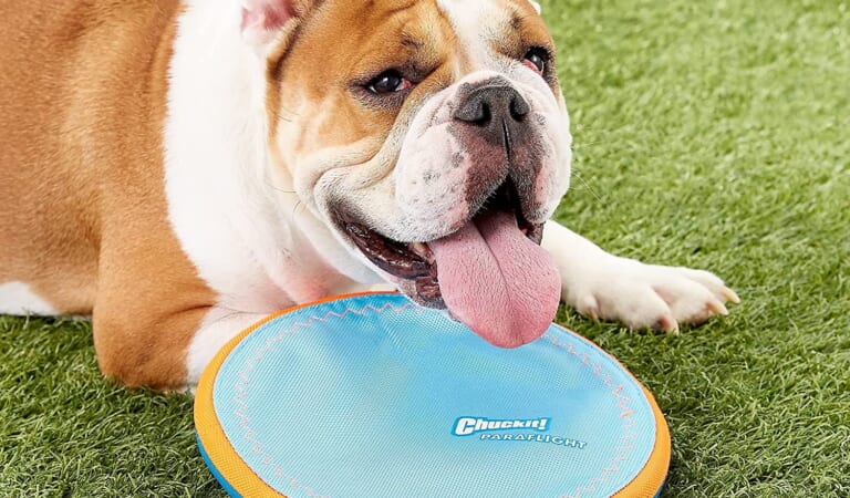 10-inch ChuckIt! Paraflight Flyer Dog Frisbee Toy as low as $5.70 Shipped Free (Reg. $17) – For Large Dogs, Floats on Water