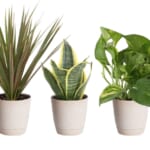 Lowe's Daily Deals: Save on houseplants, ranges, and more + free shipping w/ $45