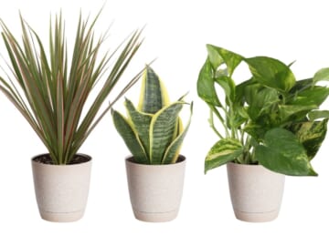 Lowe's Daily Deals: Save on houseplants, ranges, and more + free shipping w/ $45