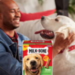 Milk-Bone Original Dog Treats Biscuits for Large Dogs, 10 Pounds as low as $9.74 After Coupon (Reg. $15) + Free Shipping