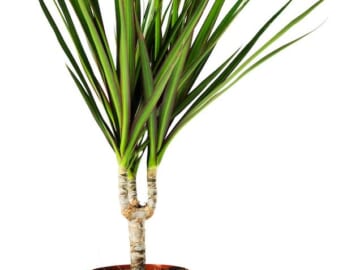 IKEA Dracaena Marginata Potted Plant for $2 + pickup