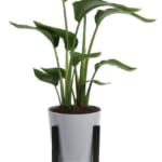 Lowe's Daily Deals: Save on plants, a vacuum, and more + free shipping w/ $45