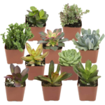 Altman Plants 20-Pack Assorted Potted Live Succulent Plants $25.99 (Reg. $40) – $1.30 Each
