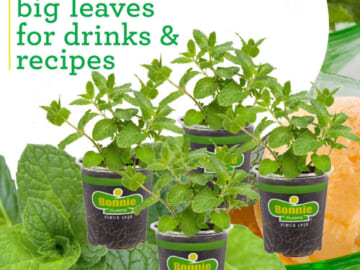 Bonnie Plants Sweet Mint Live Edible Aromatic Herb Plant, 4-Pack $14.99 (Reg. $27.48) – $3.75 Each