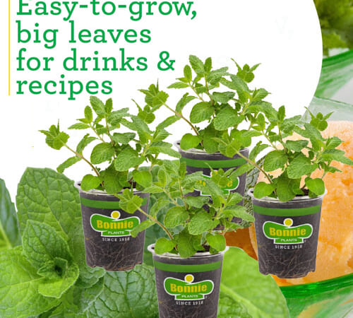Bonnie Plants Sweet Mint Live Edible Aromatic Herb Plant, 4-Pack $14.99 (Reg. $27.48) – $3.75 Each