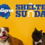 Pedigree Shelter Sunday: Adopt a Dog on November 26th and Get Reimbursed!