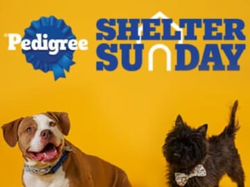 Pedigree Shelter Sunday: Adopt a Dog on November 26th and Get Reimbursed!