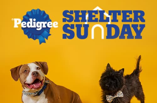 Pedigree Shelter Sunday: Adopt a Dog on November 26th and Get Reimbursed!