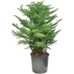 House Plants at Lowe's: Up to 50% off + free shipping w/ $45