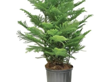 House Plants at Lowe's: Up to 50% off + free shipping w/ $45
