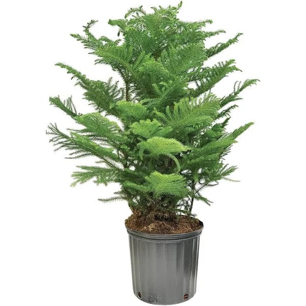 House Plants at Lowe's: Up to 50% off + free shipping w/ $45