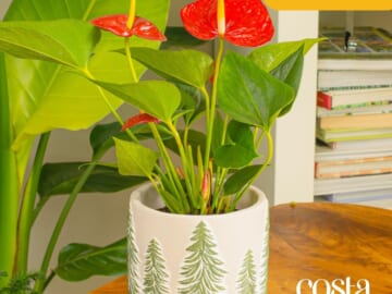 Amazon Black Friday! Costa Farms Anthurium Live Plant, 10-12 inches $20.70 (Reg. $36) + MORE Costa Farms Live Plants