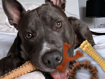 Amazon Black Friday! Nylabone Large Power Chew Toys, 3-Pack (Customer Favorites Bundle) 12.71 (Reg. $23.55) – $4.24 Each – Medley, Peanut Butter, and Bison Flavors