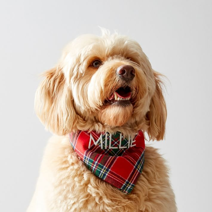 dog wearing plaid bandana that reads "millie"