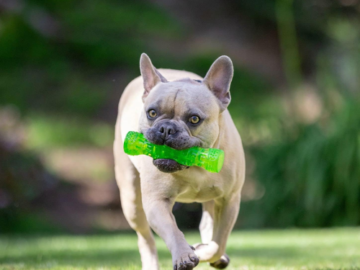 Hyper Pet Dura-Squeaks Medium Stick Dog Toy $6.26 (Reg. $18.72) – Floats and Squeeks
