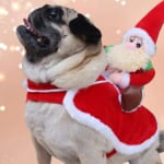 Christmas Pet Wear at LightintheBox From $6.49