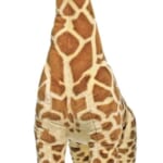 Melissa & Doug Giant Giraffe Lifelike Plush Stuffed Animal for $50 + free shipping