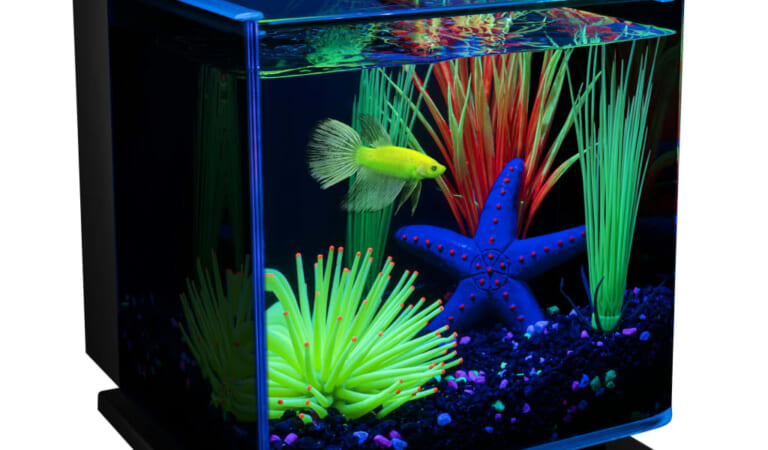 GloFish Betta Shadowbox Aquarium Kit for $36 + free shipping