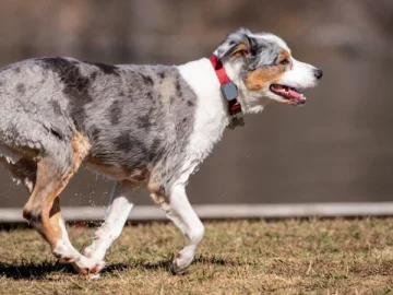 Understanding Canine Boundaries: Keeping Your Dog Safe With GPS Wireless Fences