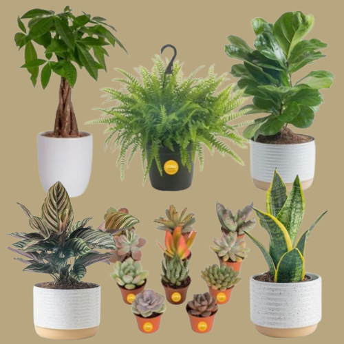 Save Up to 42% on Select Costa Farms Live Indoor Plants from $13.82 (Reg. $18+)